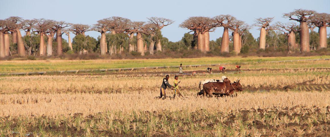 Reconciling sustainable agricultural development and biodiversity preservation, a research challenge CIRAD and its partners in LMadagascar have been working on for 20 years © E. Menguy, CIRAD